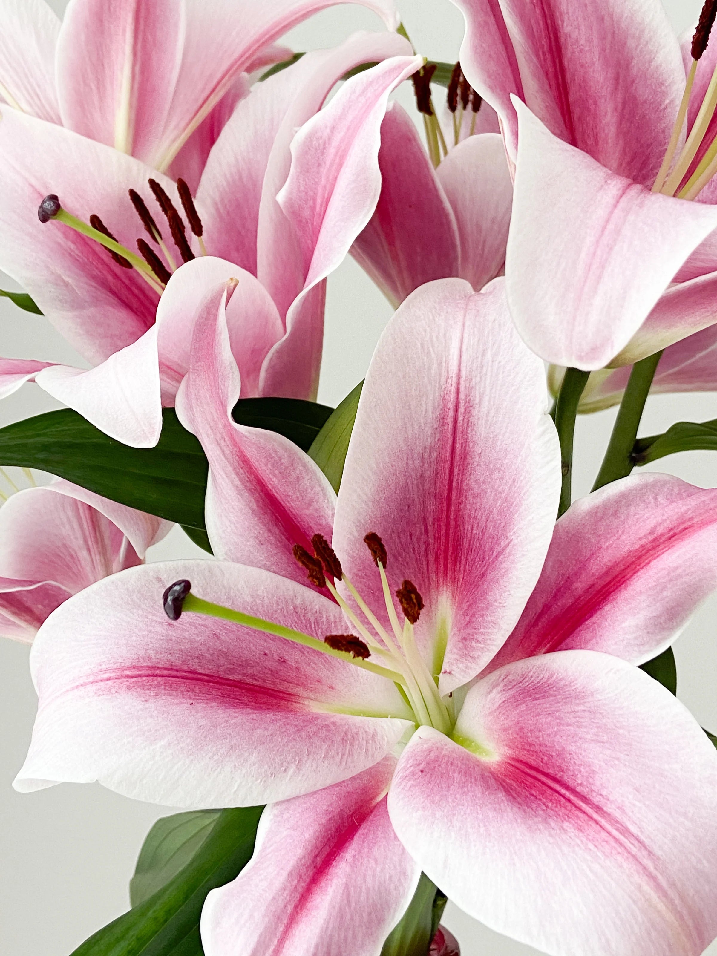 Lelies - Roze Lelies bestellen Lelies - Roze Lelies bestellen