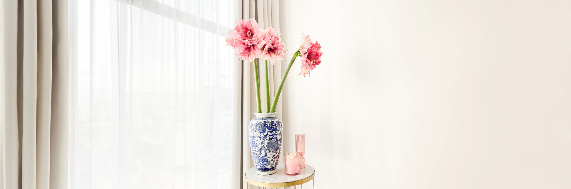 Amaryllis