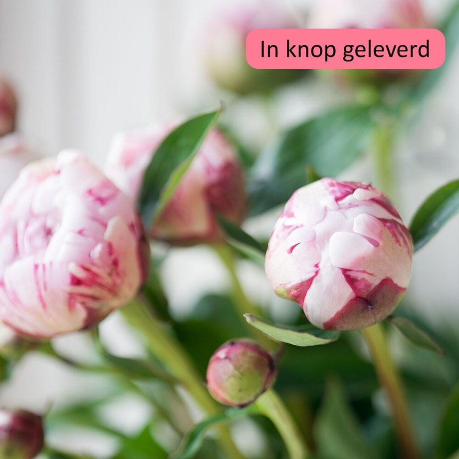 Pioenverrassing boeket