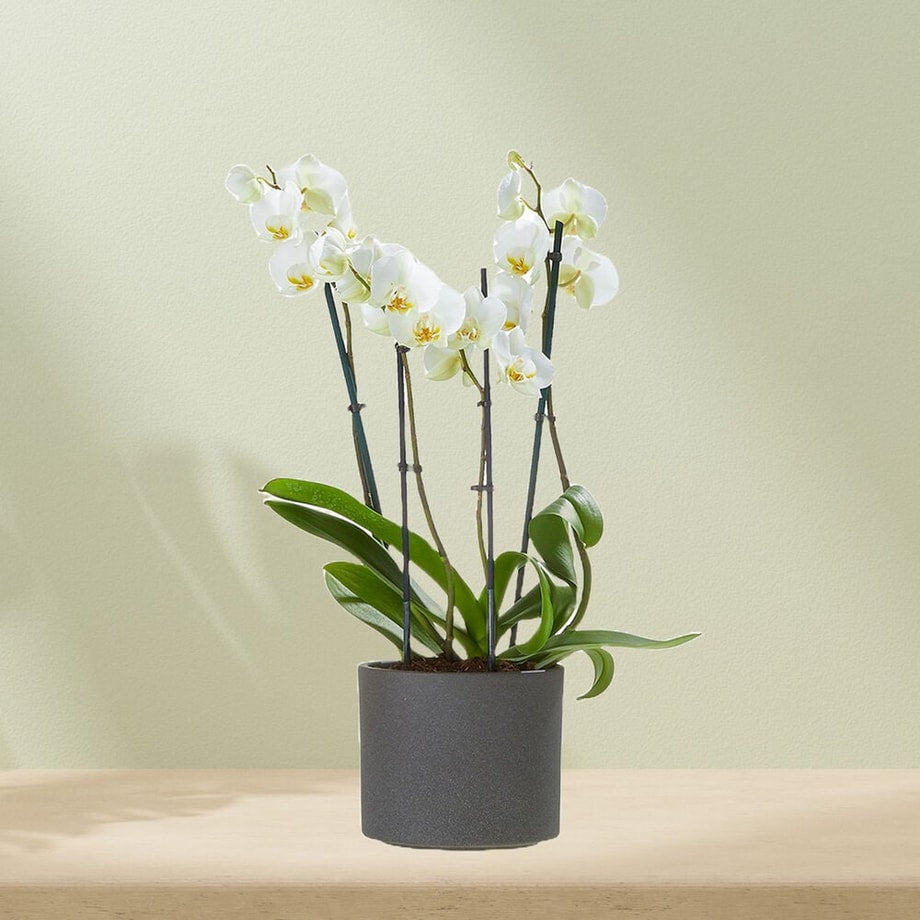 White orchid (including pot!)