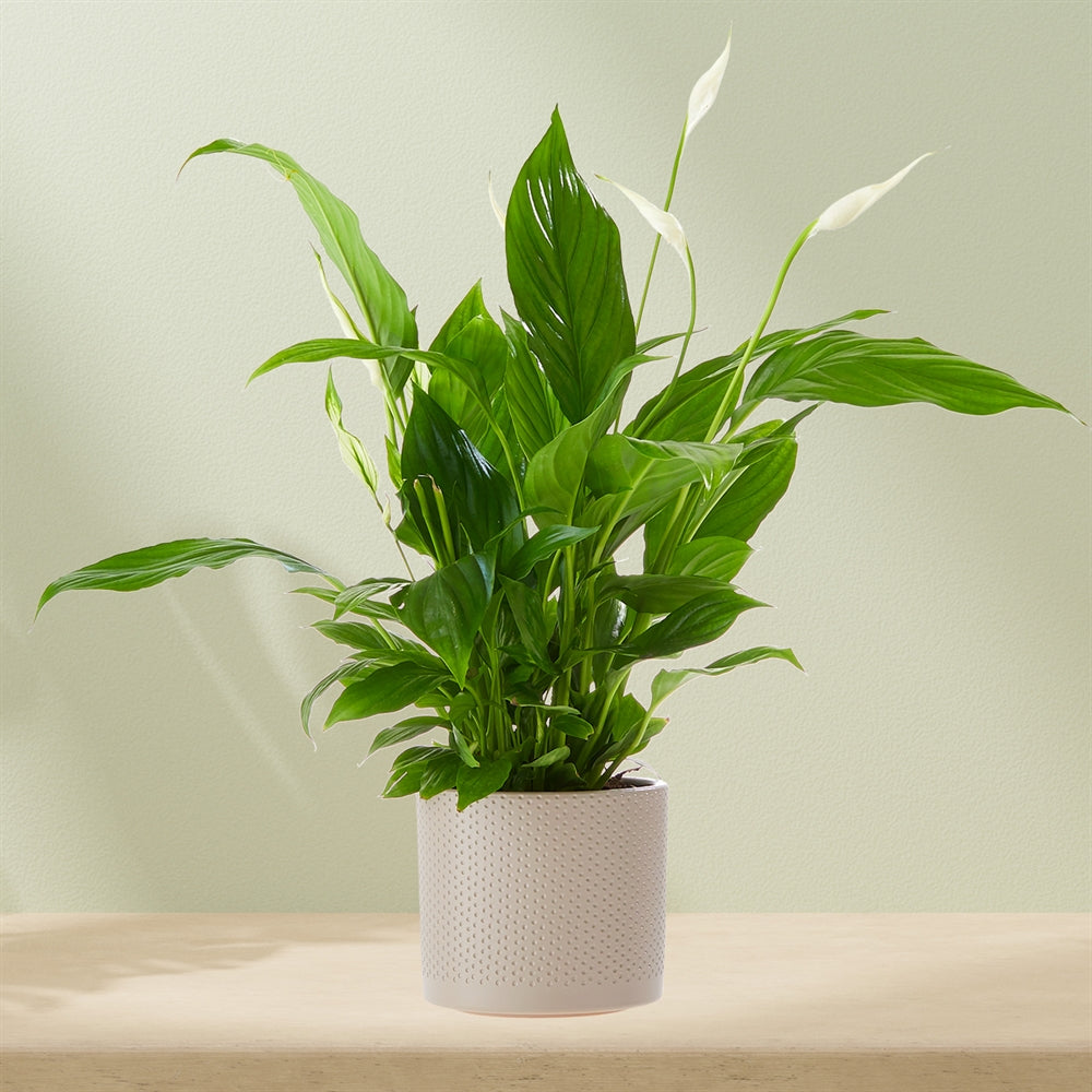 Peace lily plant (including pot!)