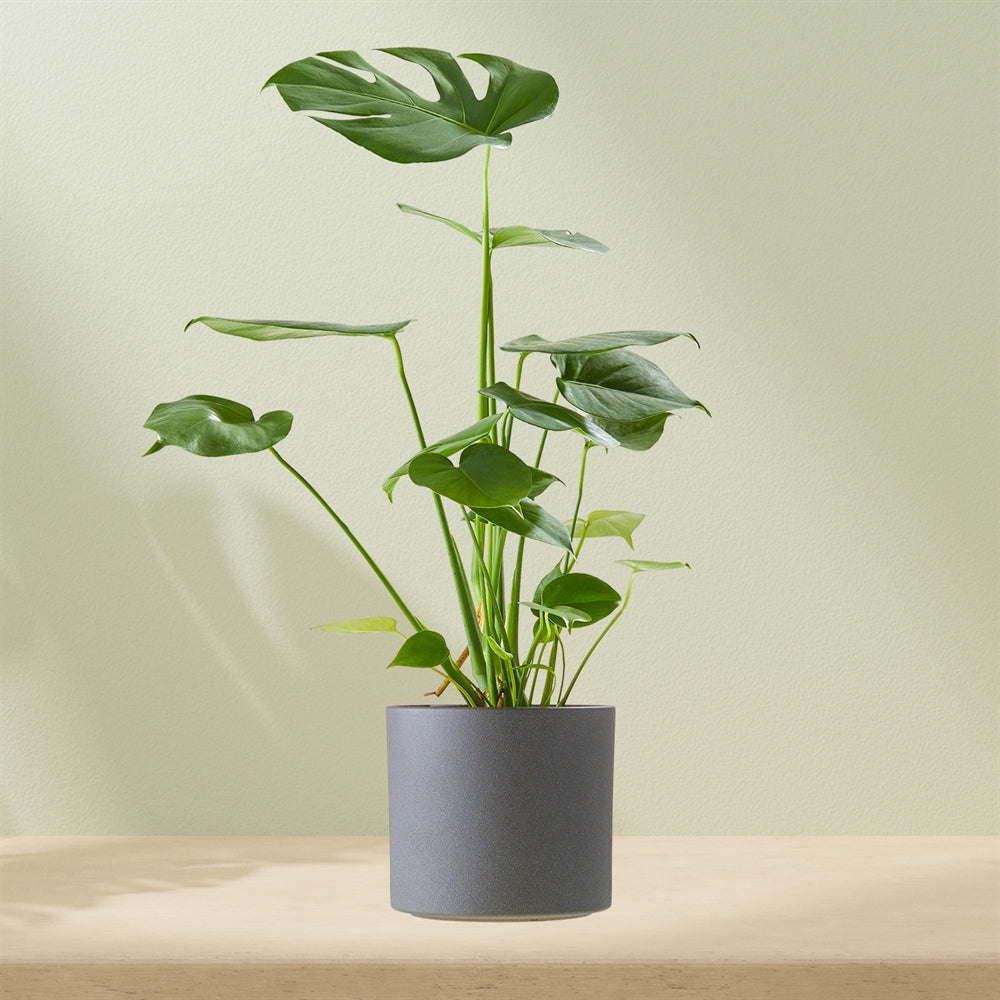 Monstera (met prachtige pot!)