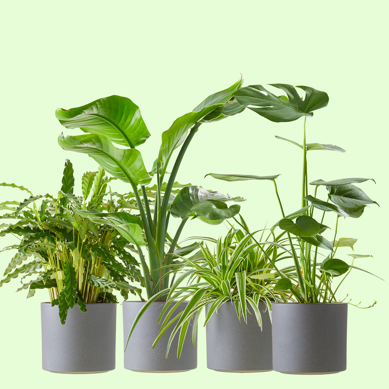 Groene plant met pot